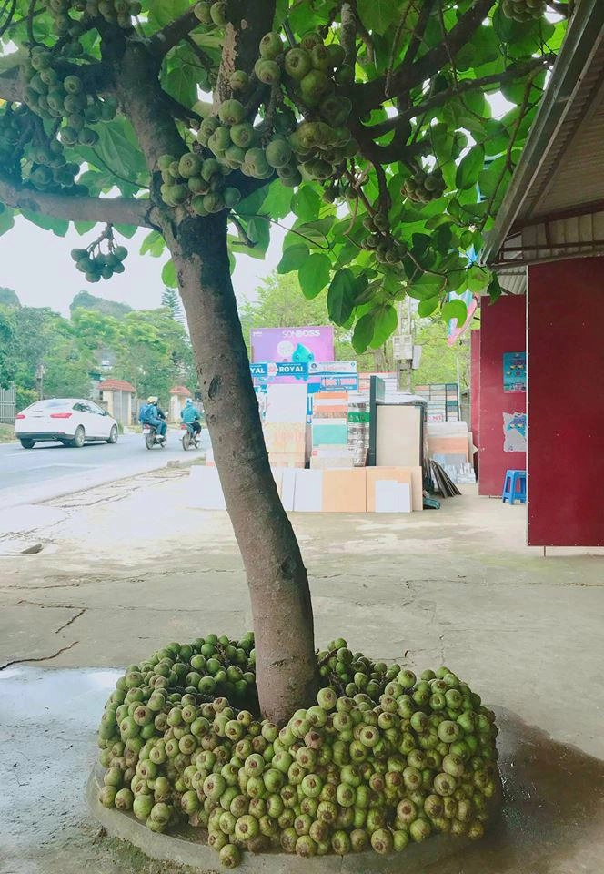 Cây quen thuộc mà dân mạng lại tranh cãi dữ dội 90 trả lời sai là sung vả hay ngái - 1