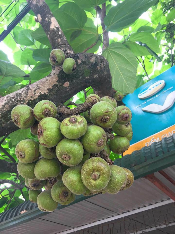 Cây quen thuộc mà dân mạng lại tranh cãi dữ dội 90 trả lời sai là sung vả hay ngái - 4