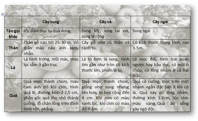 Cây quen thuộc mà dân mạng lại tranh cãi dữ dội 90 trả lời sai là sung vả hay ngái - 5