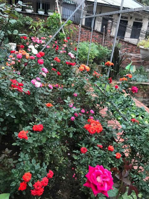 Chị gái đất quảng chia sẻ bí quyết chăm vườn hồng đa sắc màu ai ngắm cũng ngẩn ngơ - 1