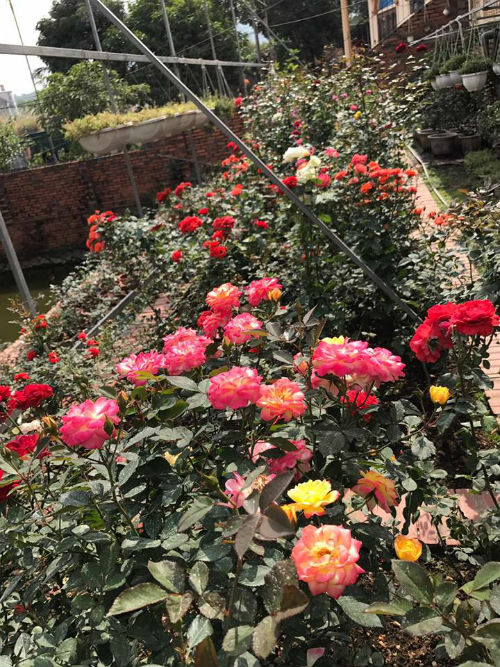 Chị gái đất quảng chia sẻ bí quyết chăm vườn hồng đa sắc màu ai ngắm cũng ngẩn ngơ - 3