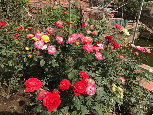 Chị gái đất quảng chia sẻ bí quyết chăm vườn hồng đa sắc màu ai ngắm cũng ngẩn ngơ - 4