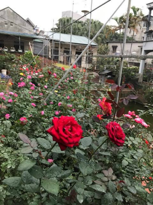 Chị gái đất quảng chia sẻ bí quyết chăm vườn hồng đa sắc màu ai ngắm cũng ngẩn ngơ - 5