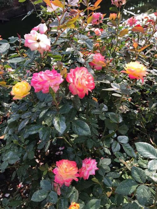 Chị gái đất quảng chia sẻ bí quyết chăm vườn hồng đa sắc màu ai ngắm cũng ngẩn ngơ - 6