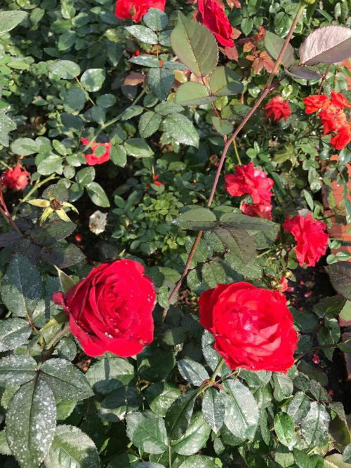 Chị gái đất quảng chia sẻ bí quyết chăm vườn hồng đa sắc màu ai ngắm cũng ngẩn ngơ - 7
