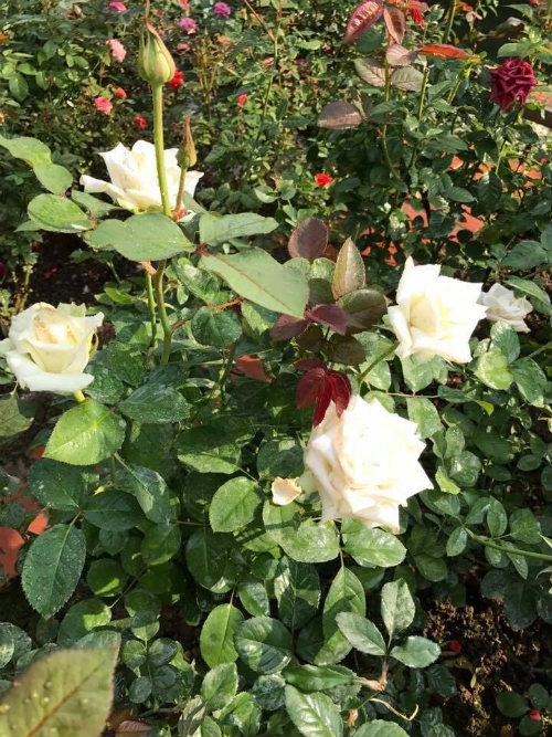 Chị gái đất quảng chia sẻ bí quyết chăm vườn hồng đa sắc màu ai ngắm cũng ngẩn ngơ - 8