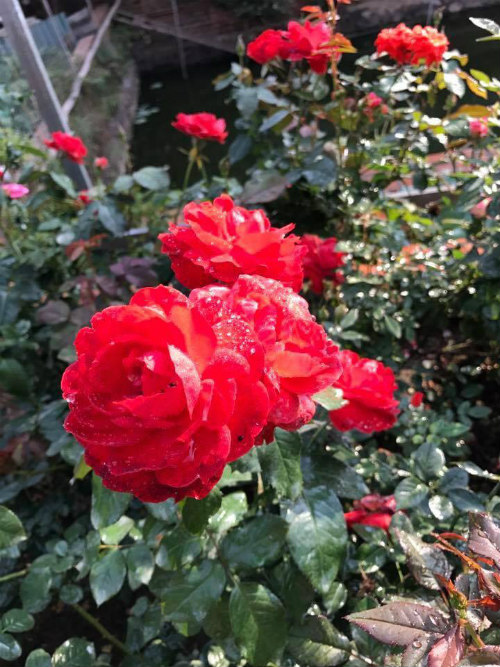 Chị gái đất quảng chia sẻ bí quyết chăm vườn hồng đa sắc màu ai ngắm cũng ngẩn ngơ - 9