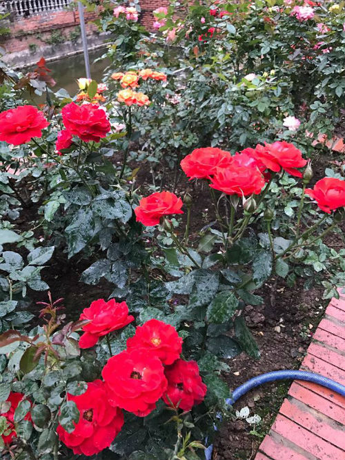 Chị gái đất quảng chia sẻ bí quyết chăm vườn hồng đa sắc màu ai ngắm cũng ngẩn ngơ - 10