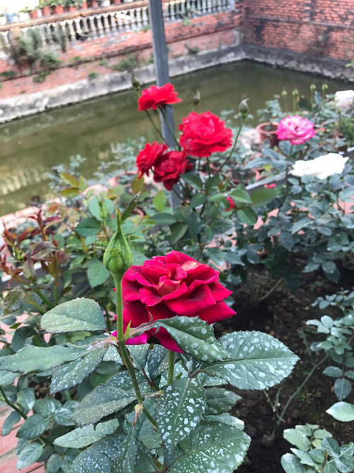 Chị gái đất quảng chia sẻ bí quyết chăm vườn hồng đa sắc màu ai ngắm cũng ngẩn ngơ - 11