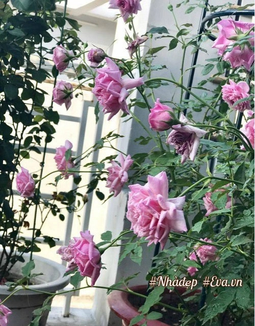 Choáng ngợp vườn hồng sân thượng tuyệt đẹp của chuyên gia trang điểm nổi tiếng vũng tàu - 10