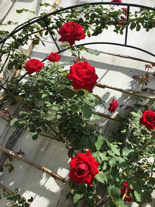 Choáng ngợp vườn hồng sân thượng tuyệt đẹp của chuyên gia trang điểm nổi tiếng vũng tàu - 11