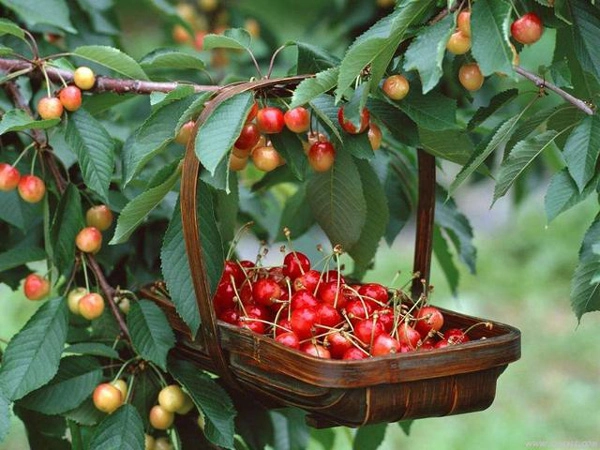 Học cách trồng cherry sai trĩu tại nhà thu hoạch cả trăm quả ăn mãi chẳng hết - 4