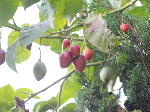 Kỹ thuật trồng cây cà chua lạ cho năng suất khủng được người làm vườn săn đón - 1