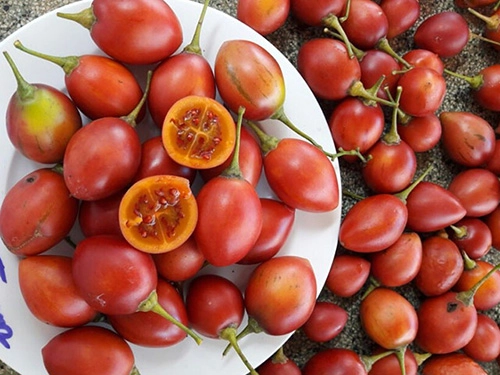 Kỹ thuật trồng cây cà chua lạ cho năng suất khủng được người làm vườn săn đón - 2