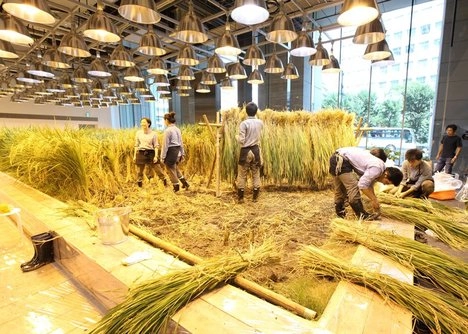 Lạ lùng văn phòng trồng rau như trang trại nhân viên tha hồ gặt lúa hái rau - 3