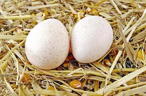 Lấy 1 quả trứng 1 quả chanh chưa đến 5 ngàn đồng mà dưỡng da căng mướt như em bé - 1