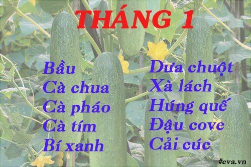 Lịch gieo trồng rau trong năm cho năng suất tốt chị em nên biết - 1