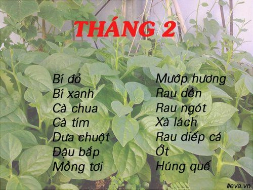 Lịch gieo trồng rau trong năm cho năng suất tốt chị em nên biết - 2