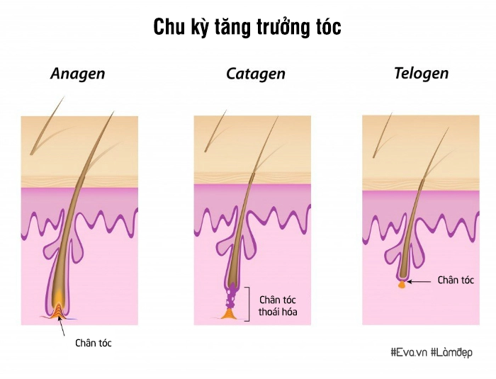 Lý giải vì sao sợi tóc thì mọc dài mãi trong khi lông mày lông mi cứ cụt ngủn thế này - 4