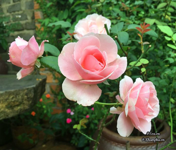 Mê mẩn vườn hoa hồng tuyệt đẹp trồng toàn trong chum của mẹ gia lai - 2