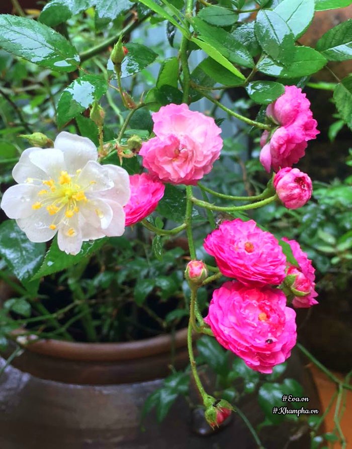 Mê mẩn vườn hoa hồng tuyệt đẹp trồng toàn trong chum của mẹ gia lai - 3