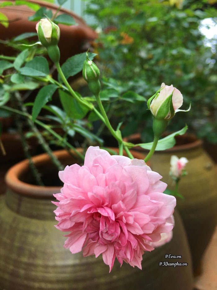 Mê mẩn vườn hoa hồng tuyệt đẹp trồng toàn trong chum của mẹ gia lai - 4