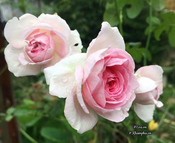 Mê mẩn vườn hoa hồng tuyệt đẹp trồng toàn trong chum của mẹ gia lai - 5