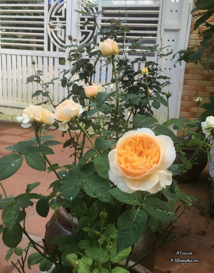 Mê mẩn vườn hoa hồng tuyệt đẹp trồng toàn trong chum của mẹ gia lai - 6