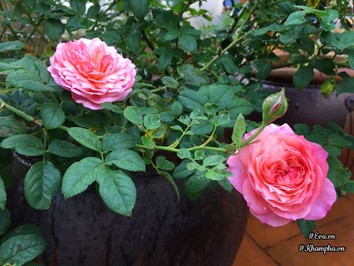 Mê mẩn vườn hoa hồng tuyệt đẹp trồng toàn trong chum của mẹ gia lai - 7