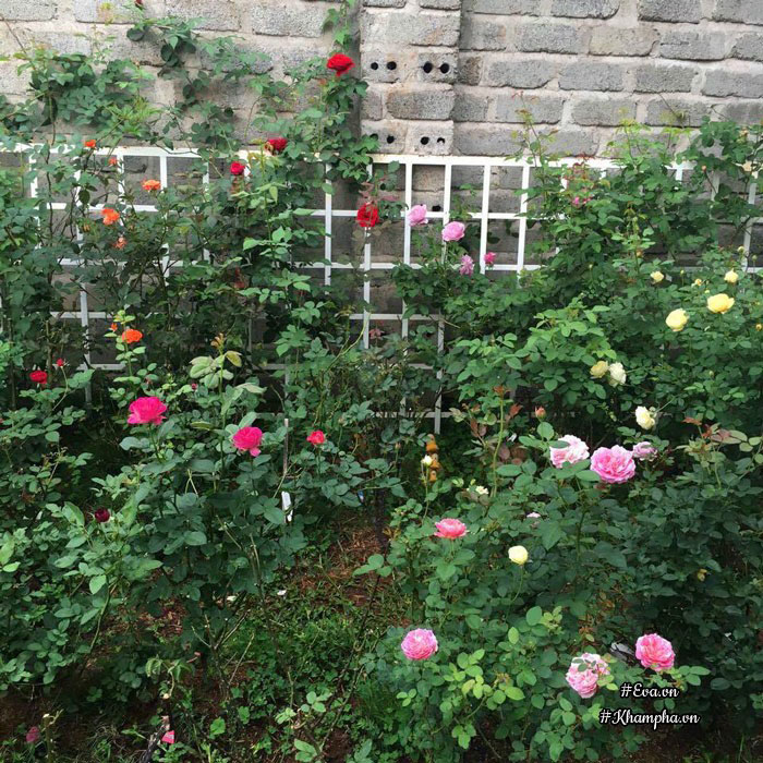 Mê mẩn vườn hoa hồng tuyệt đẹp trồng toàn trong chum của mẹ gia lai - 8