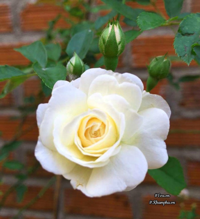 Mê mẩn vườn hoa hồng tuyệt đẹp trồng toàn trong chum của mẹ gia lai - 9