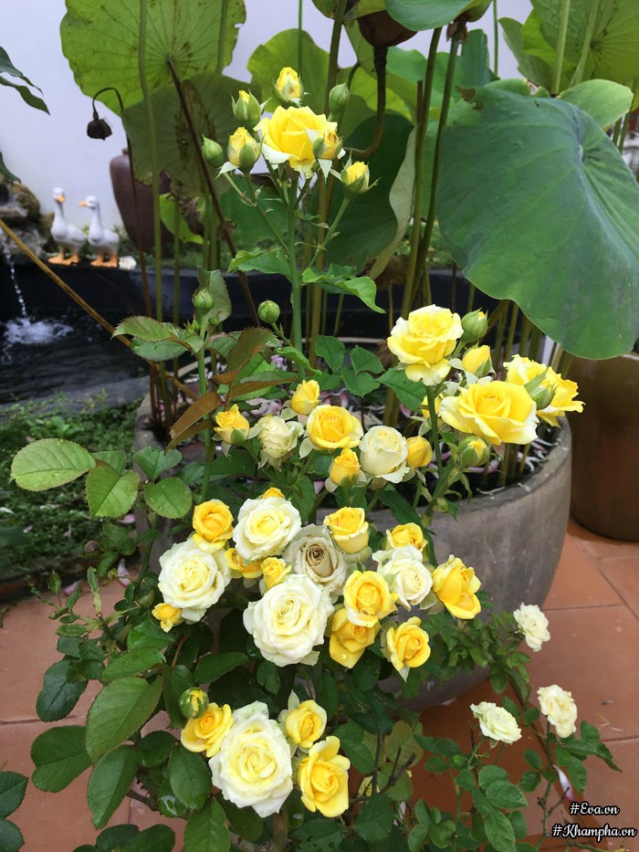 Mê mẩn vườn hoa hồng tuyệt đẹp trồng toàn trong chum của mẹ gia lai - 10