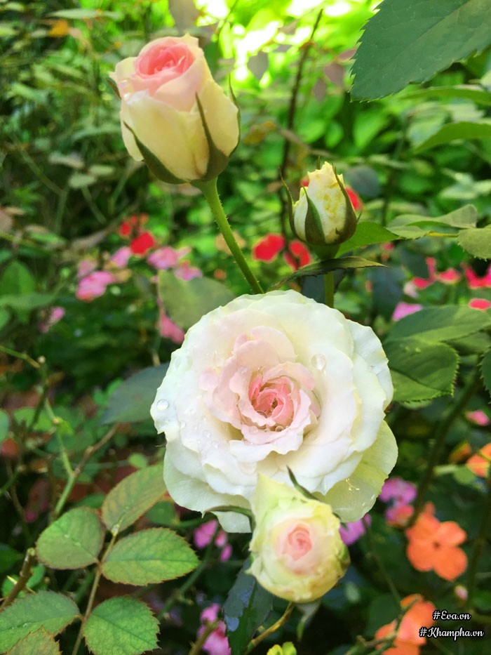 Mê mẩn vườn hoa hồng tuyệt đẹp trồng toàn trong chum của mẹ gia lai - 11
