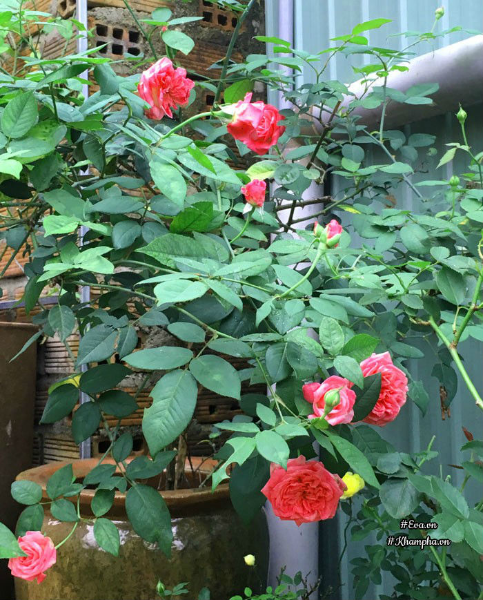 Mê mẩn vườn hoa hồng tuyệt đẹp trồng toàn trong chum của mẹ gia lai - 12