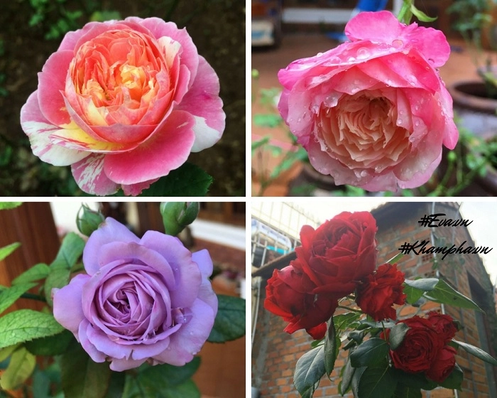 Mê mẩn vườn hoa hồng tuyệt đẹp trồng toàn trong chum của mẹ gia lai - 13