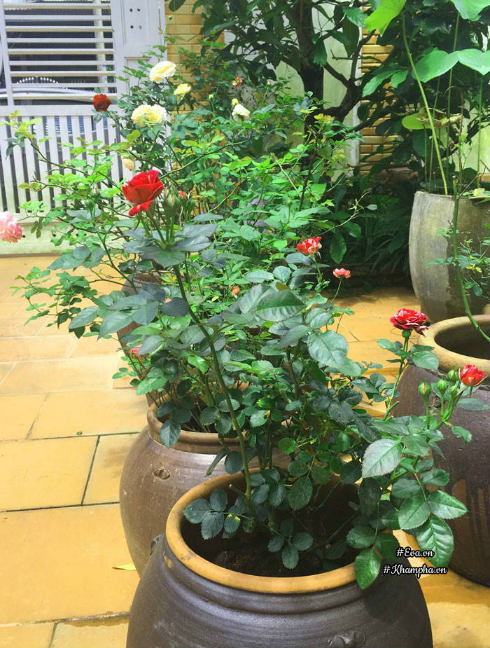 Mê mẩn vườn hoa hồng tuyệt đẹp trồng toàn trong chum của mẹ gia lai - 14