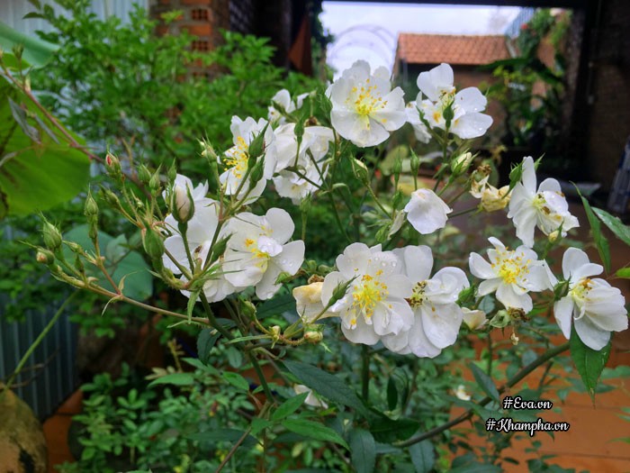 Mê mẩn vườn hoa hồng tuyệt đẹp trồng toàn trong chum của mẹ gia lai - 15