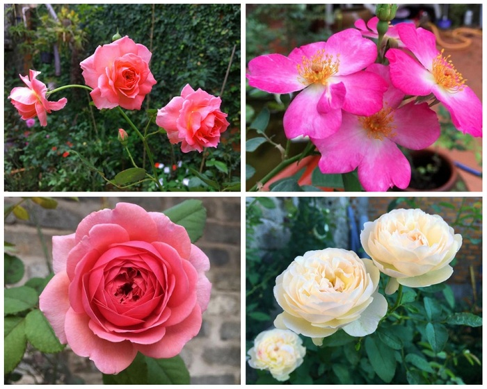 Mê mẩn vườn hoa hồng tuyệt đẹp trồng toàn trong chum của mẹ gia lai - 16