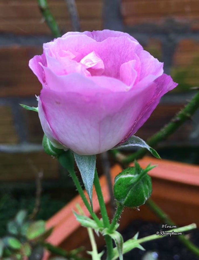Mê mẩn vườn hoa hồng tuyệt đẹp trồng toàn trong chum của mẹ gia lai - 18