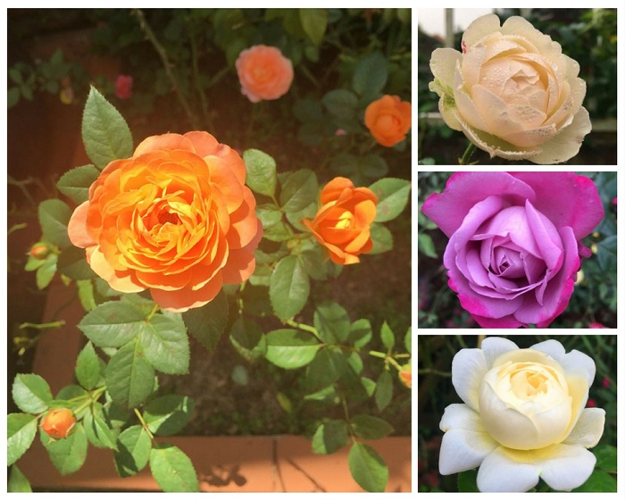 Mê mẩn vườn hoa hồng tuyệt đẹp trồng toàn trong chum của mẹ gia lai - 19