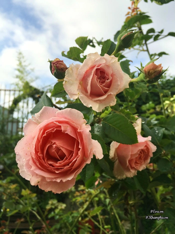 Mê mẩn vườn hoa hồng tuyệt đẹp trồng toàn trong chum của mẹ gia lai - 20