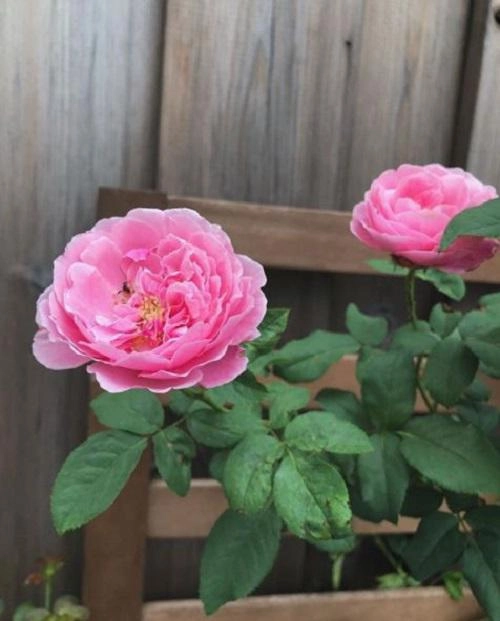 Mê mẩn vườn hồng đẹp an yên và bí quyết chăm hồng nở rực rỡ của tăng thanh hà - 4