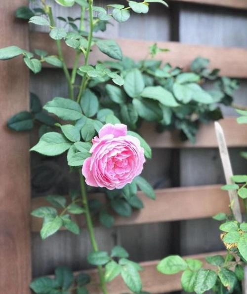 Mê mẩn vườn hồng đẹp an yên và bí quyết chăm hồng nở rực rỡ của tăng thanh hà - 5