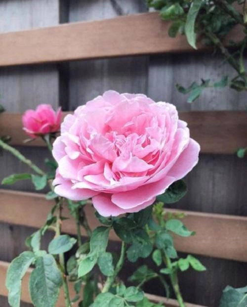 Mê mẩn vườn hồng đẹp an yên và bí quyết chăm hồng nở rực rỡ của tăng thanh hà - 7
