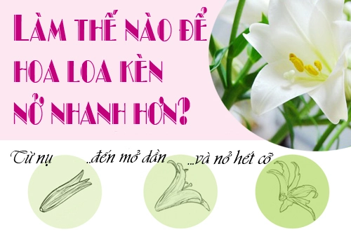 Mẹo kích hoa loa kèn nở căng tươi lâu - 1