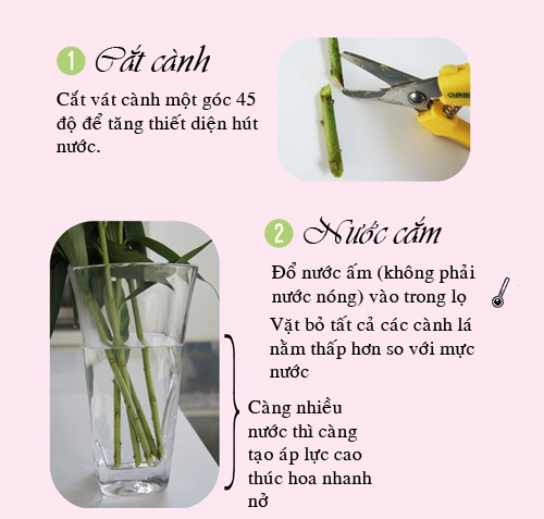 Mẹo kích hoa loa kèn nở căng tươi lâu - 2