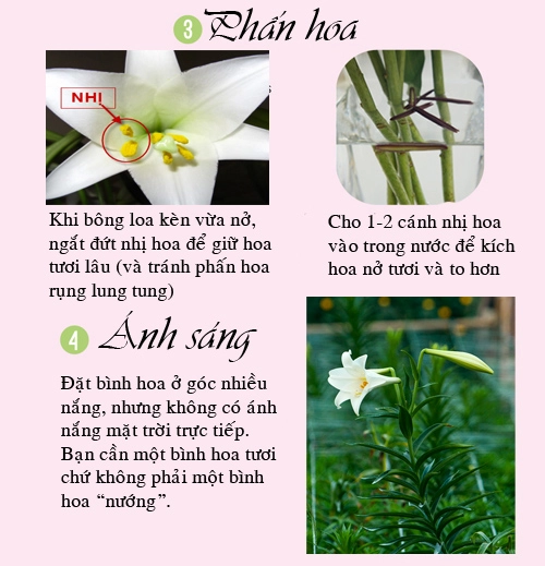 Mẹo kích hoa loa kèn nở căng tươi lâu - 3