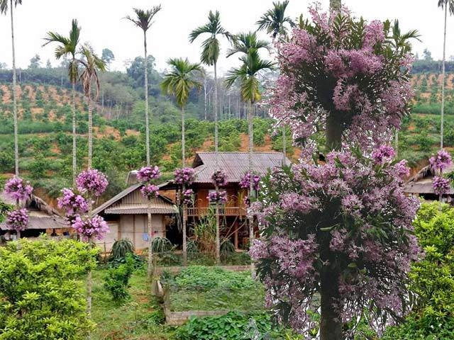 Mùa này trồng ngay cây chùm ngây ngừa ung thư cực tốt lấy rau ngon mát ăn suốt hè - 7