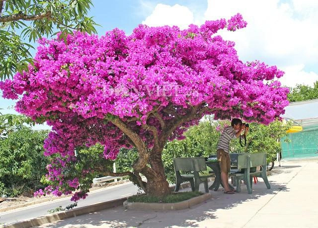 Người đà lạt và du khách sốt rần rần với cây hoa giấy khổng lồ siêu đẹp - 4