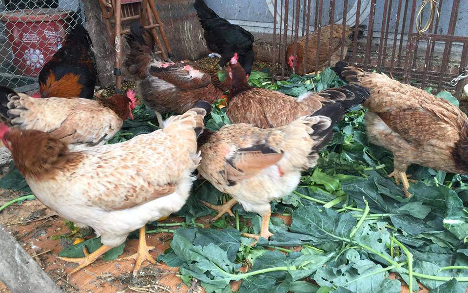 Ngưỡng mộ bà mẹ hà thành trồng rau nuôi chim gà trên sân thượng - 9